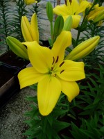 [1629 Pavia No01.JPG]